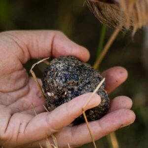 <b>Burgundertrüffel<br>(tuber uncinatum)</b><br/> Cher Pierre®