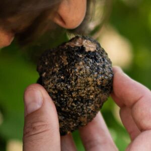 <b>Burgundertrüffel <br>(tuber uncinatum)</b><br>Cher Pierre®